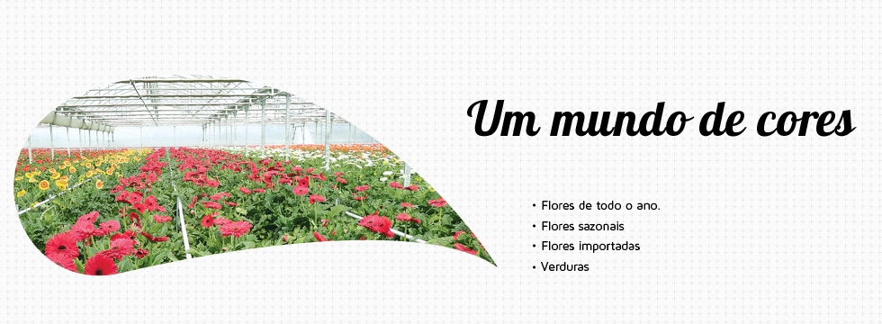 Um mundo de côr e aromas